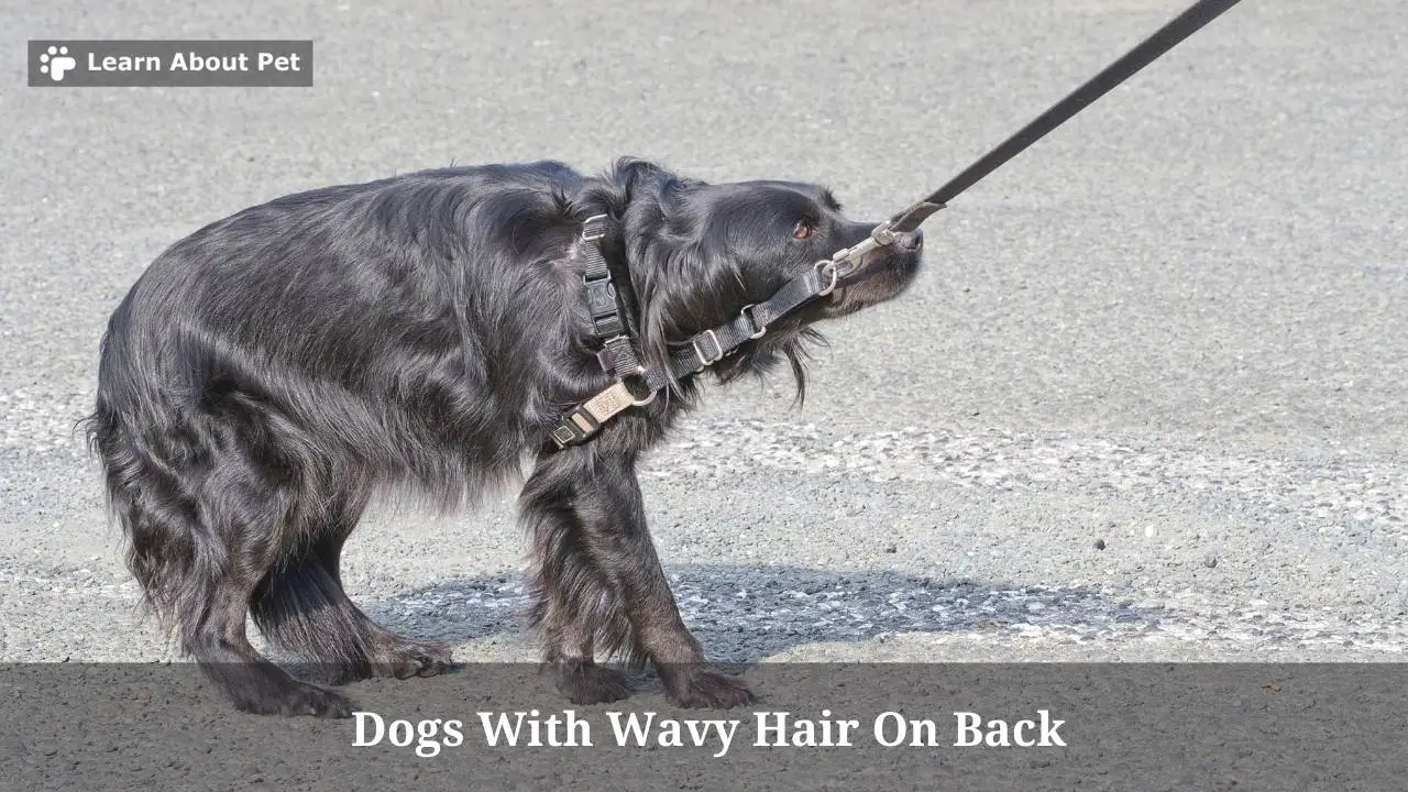 Dogs With Wavy Hair On Back (6 Cool Dog Breeds) 2023