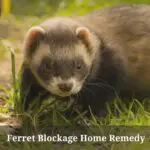 Ferret Blockage Home Remedy : (7 Clear Facts)