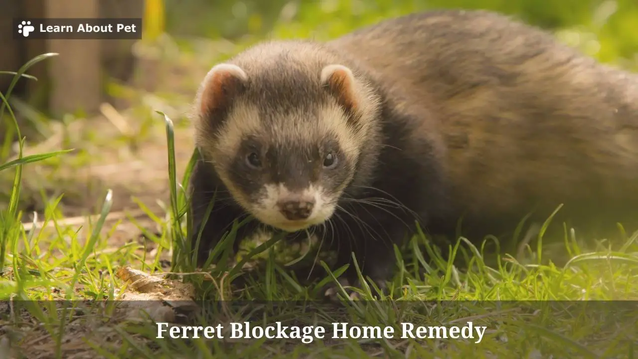 Ferret Blockage Home Remedy