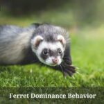 Ferret Dominance Behavior