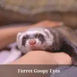 Ferret Goopy Eyes : (7 Menacing Facts)