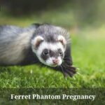 Ferret Phantom Pregnancy : (7 Interesting Facts) Ferret Phantom Pregnancy