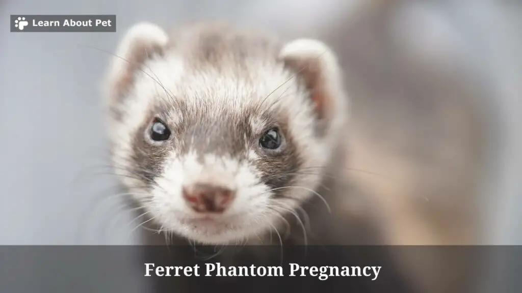 Ferret Phantom Pregnancy : (7 Interesting Facts) - 2023