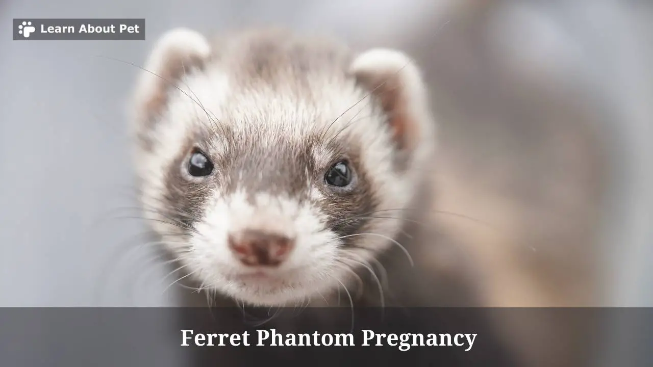 Ferret Phantom Pregnancy (7 Interesting Facts) 2023