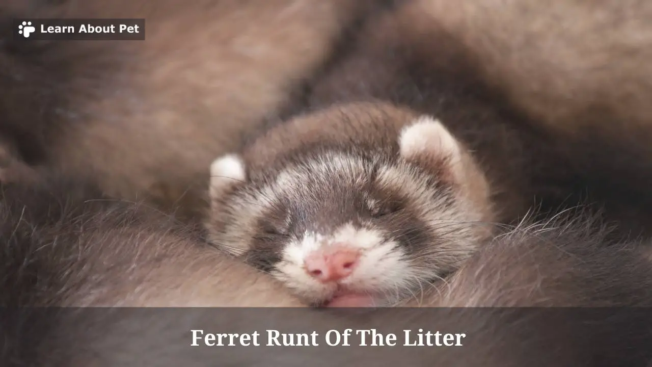 Ferret Runt Of The Litter : (7 Interesting Facts) - 2024