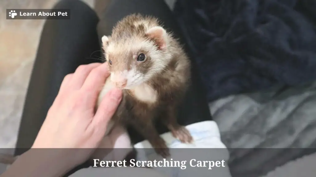 Ferret scratching carpet