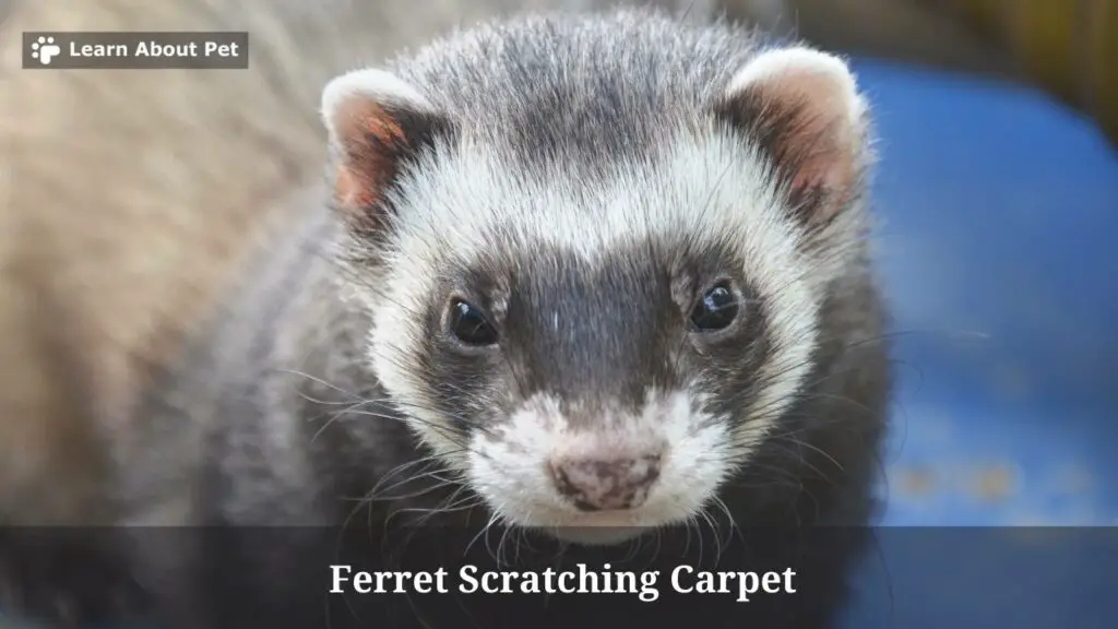 Why Is My Ferret Scratching Carpet? (7 Clear Facts) - 2023