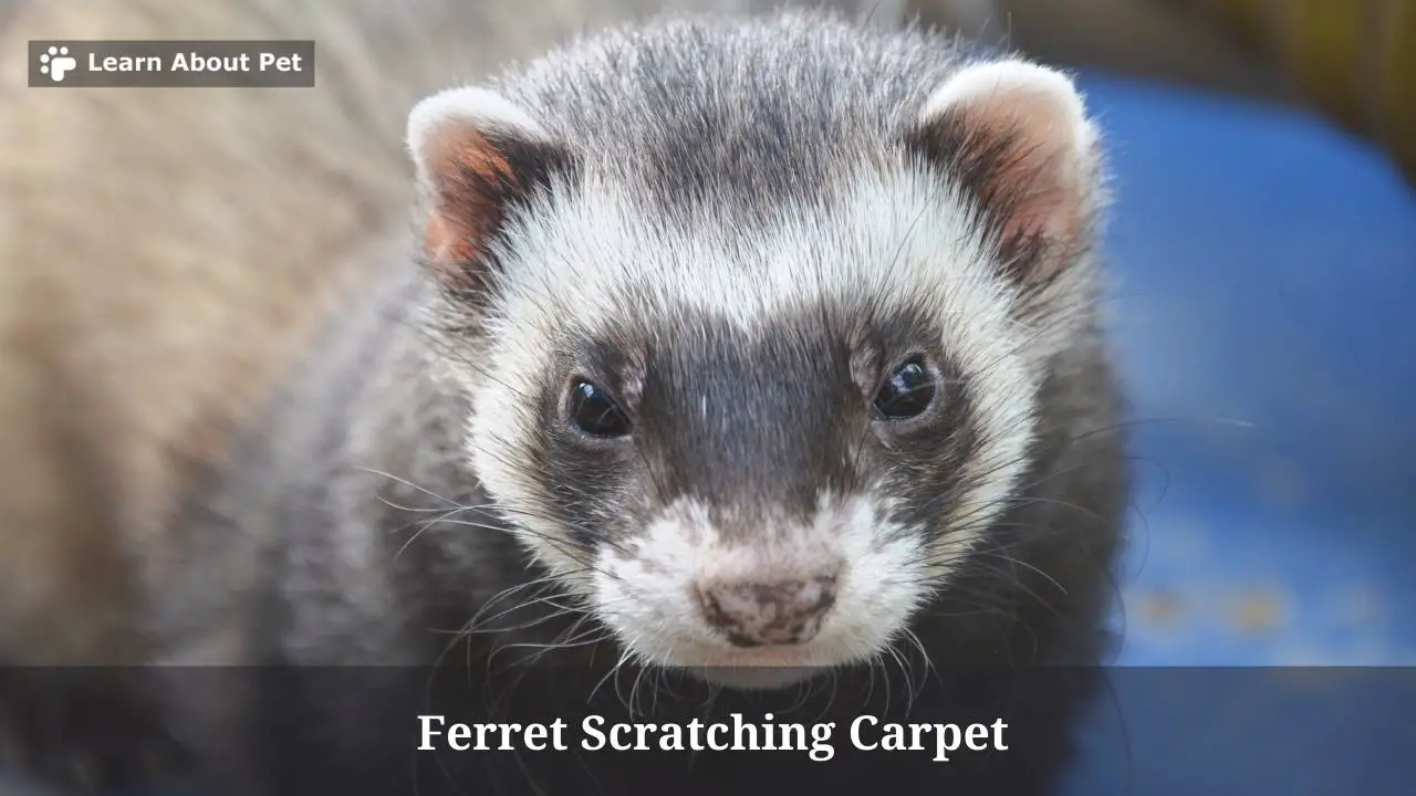 Why Is My Ferret Scratching Carpet? (7 Clear Facts) - 2023