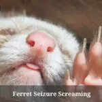 Ferret Seizure Screaming : (7 Clear Facts)