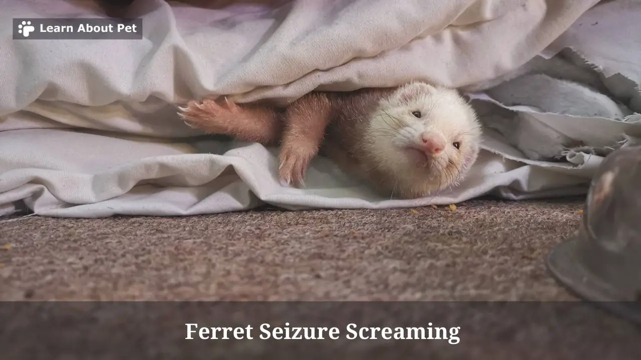 Ferret Seizure Screaming (7 Clear Facts) 2023