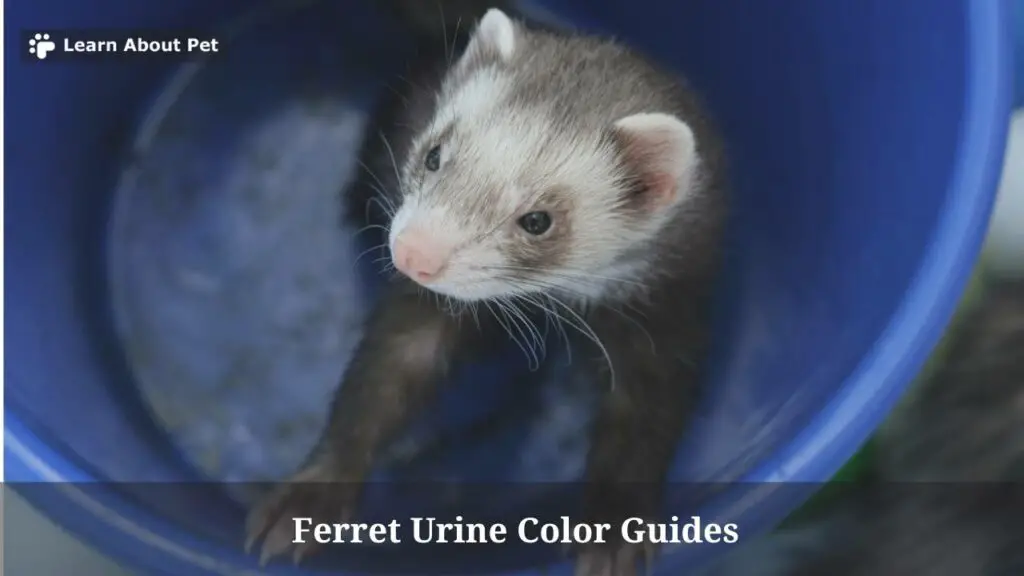 Ferret urine color