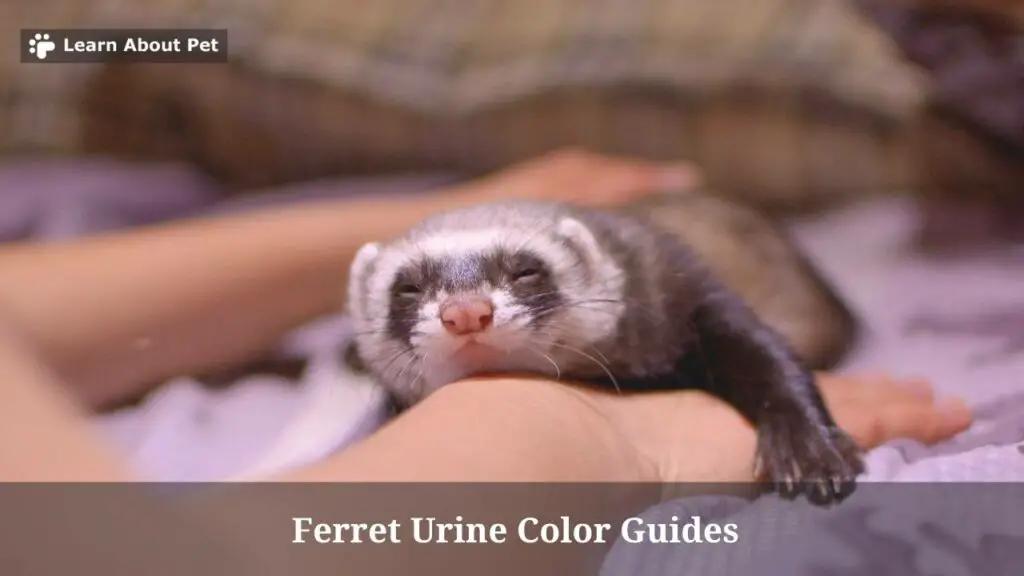 Ferret urine color