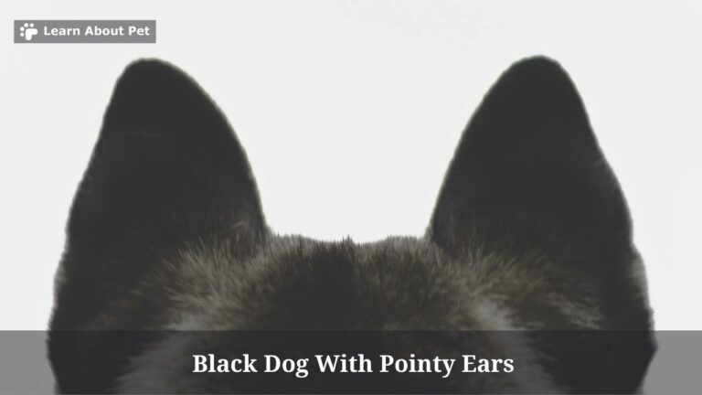 Black Dog With Pointy Ears : (5 Cool Breeds) - 2023