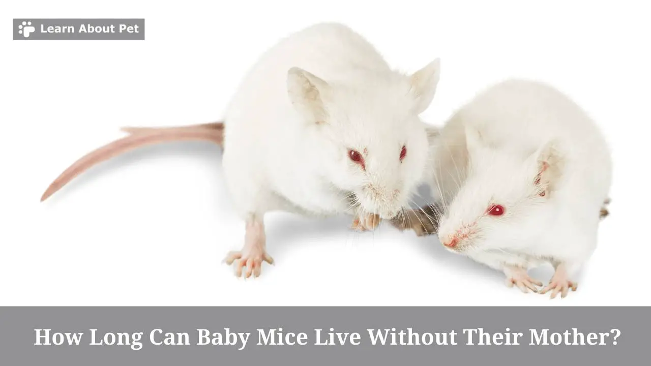 How Long Can Baby Mice Live Without Their Mother? 7 Clear Facts