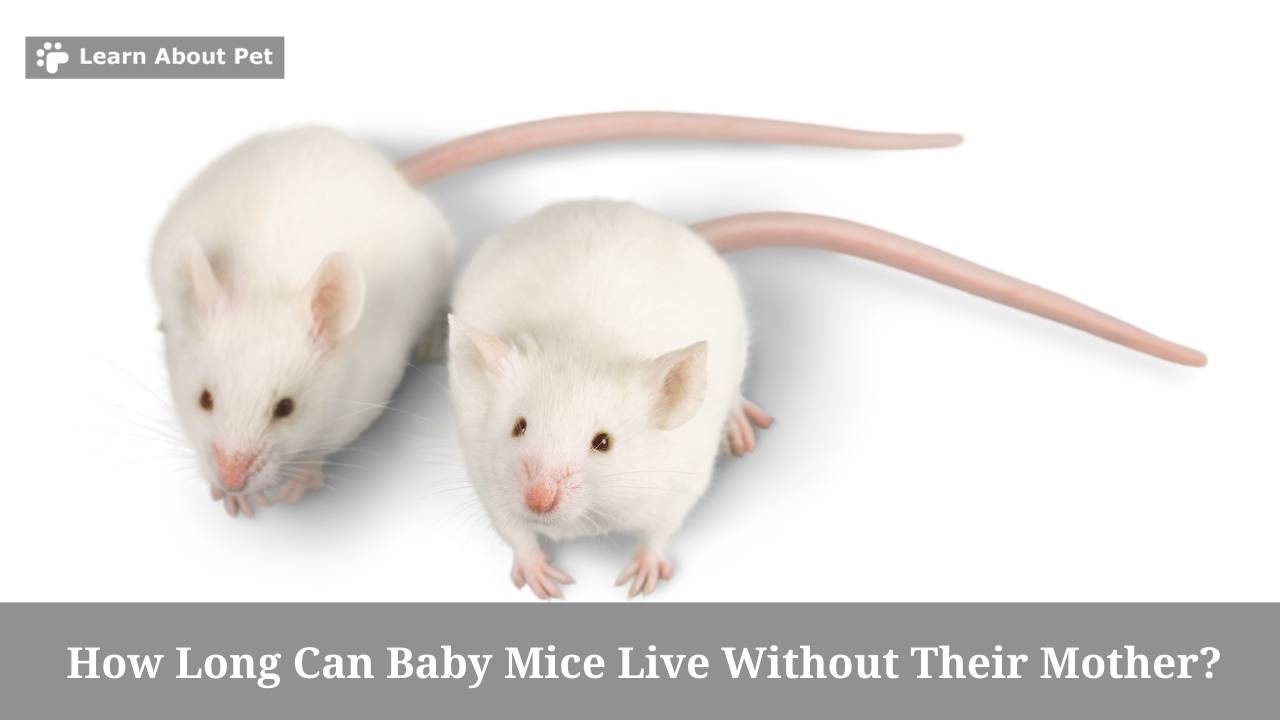 How Long Can Baby Mice Live Without Their Mother? 7 Clear Facts