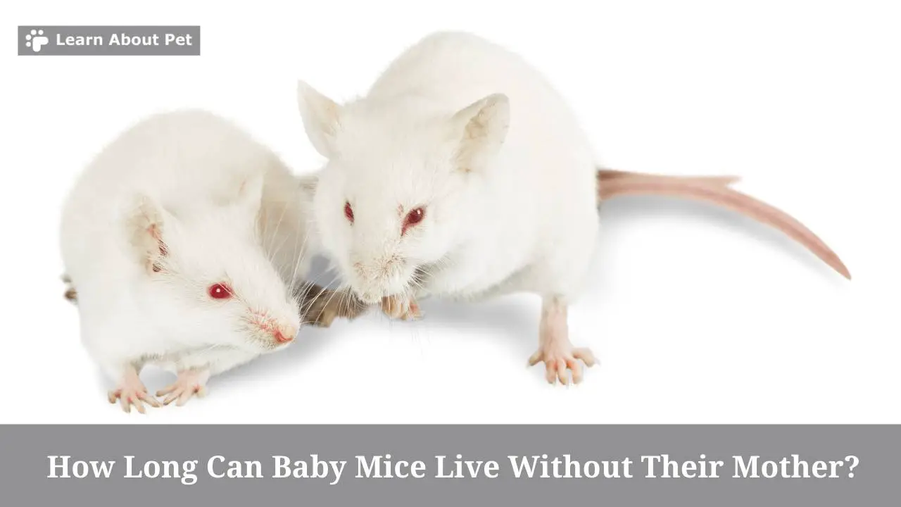 How Long Can Baby Mice Live Without Their Mother? 7 Clear Facts