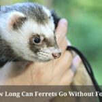 How Long Can Ferrets Go Without Food