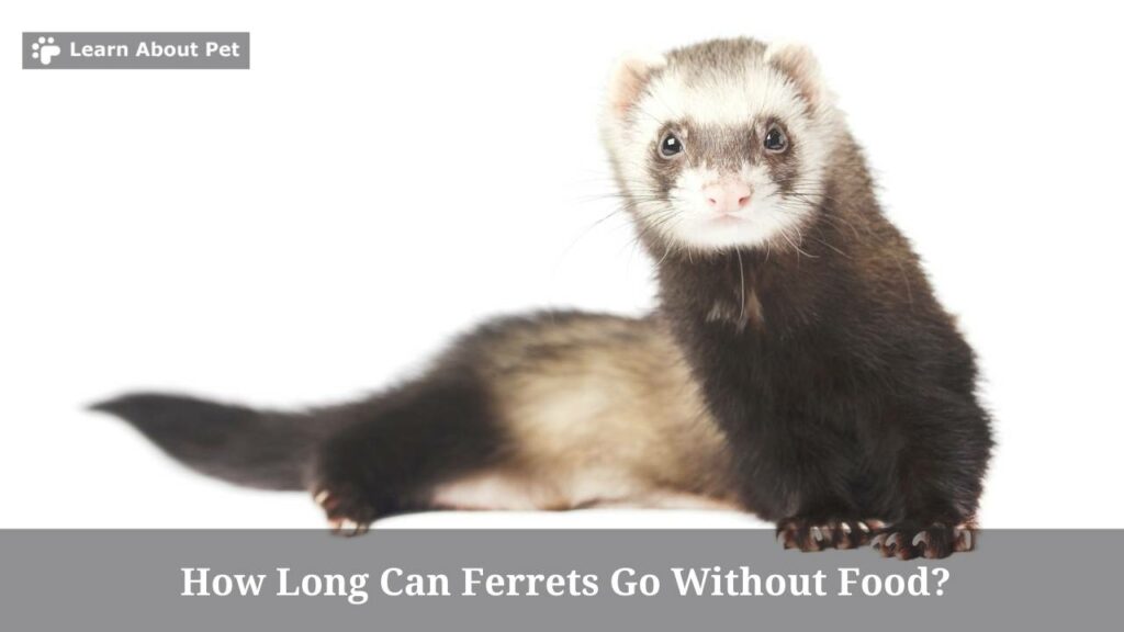 How Long Can Ferrets Go Without Food? (7 Clear Facts) - 2024