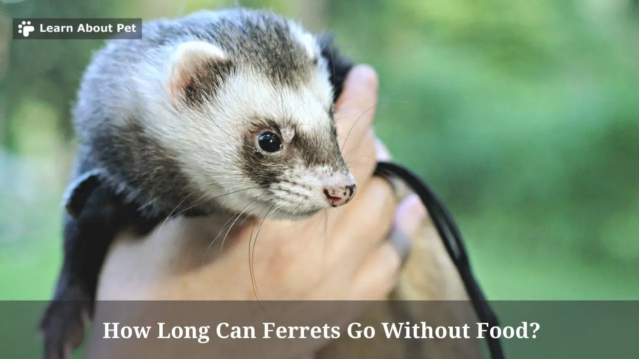 How Long Can Ferrets Go Without Food? (7 Clear Facts) - 2024