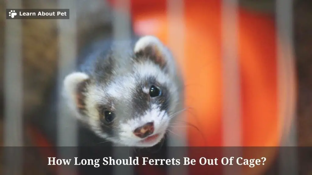 How Long Should Ferrets Be Out Of Cage? (7 Important Facts)