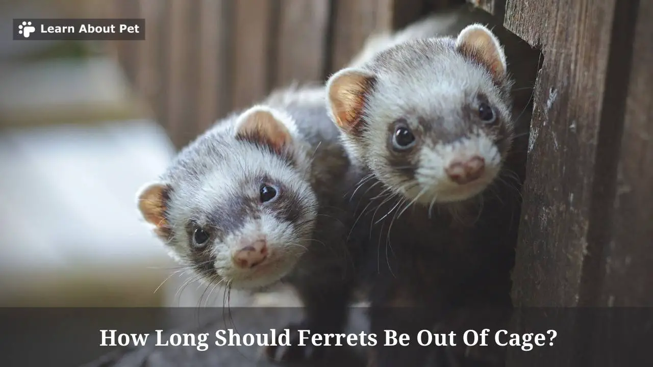 How Long Should Ferrets Be Out Of Cage? (7 Important Facts)