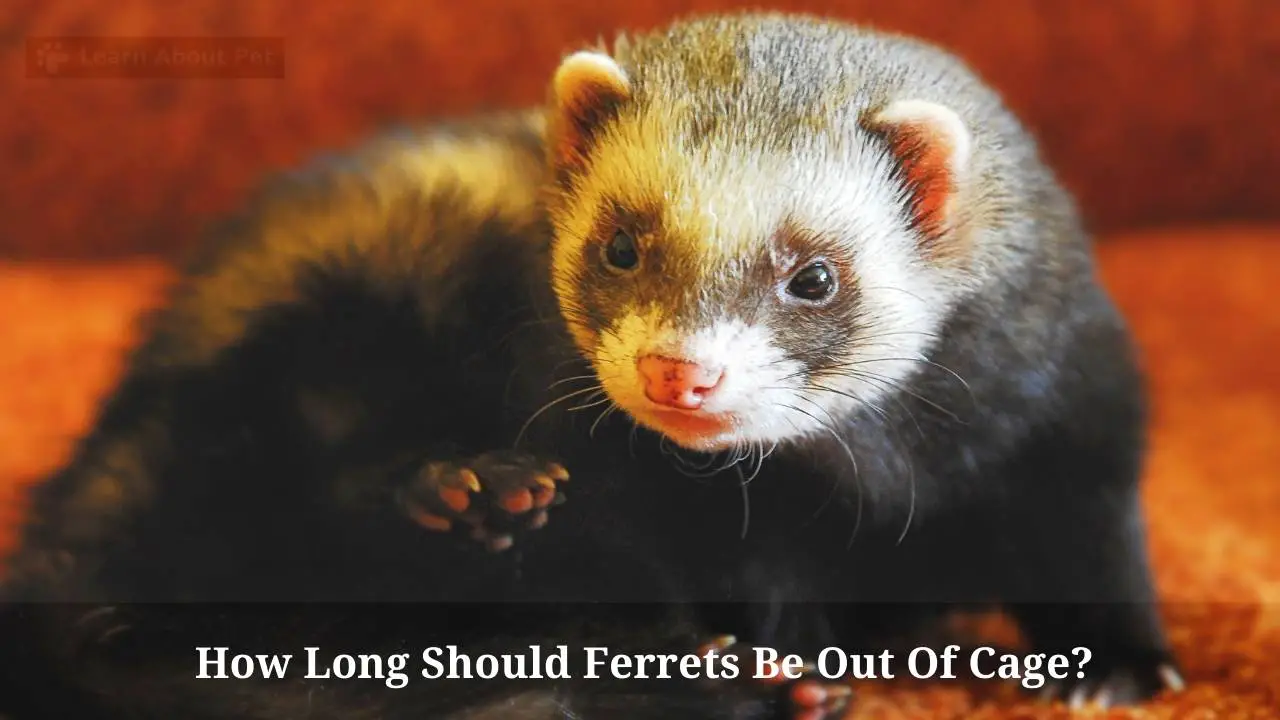 How Long Should Ferrets Be Out Of Cage? (7 Important Facts)