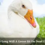 How Long Will A Goose Sit On Dead Eggs?