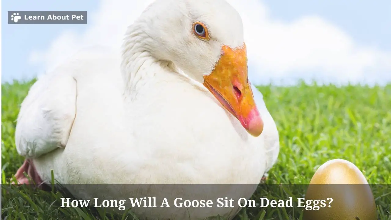 How Long Will A Goose Sit On Dead Eggs? 2023