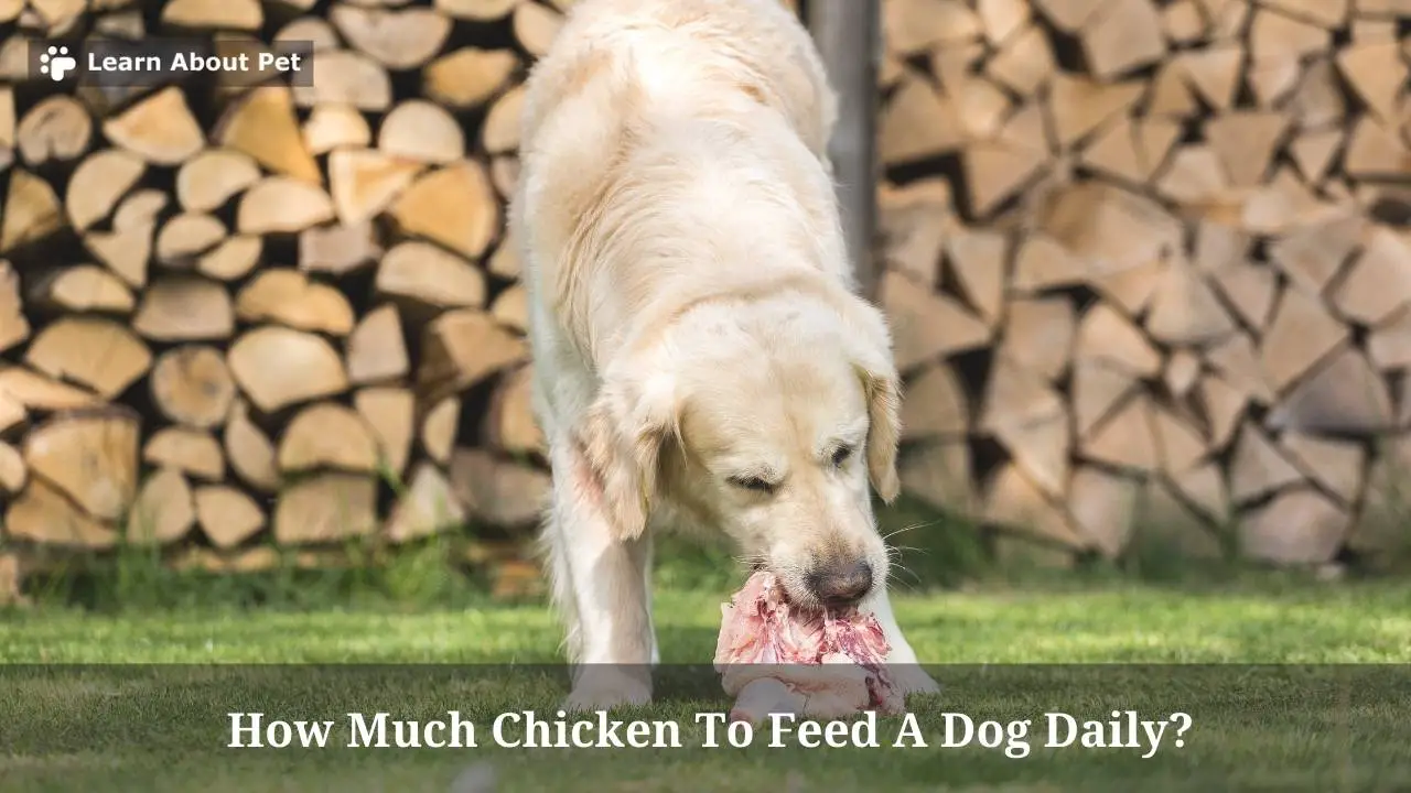 How Much Chicken To Feed A Dog Daily? (9 Clear Facts) 2023