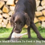 How Much Chicken To Feed A Dog Daily? (9 Clear Facts) How Much Chicken To Feed A Dog Daily