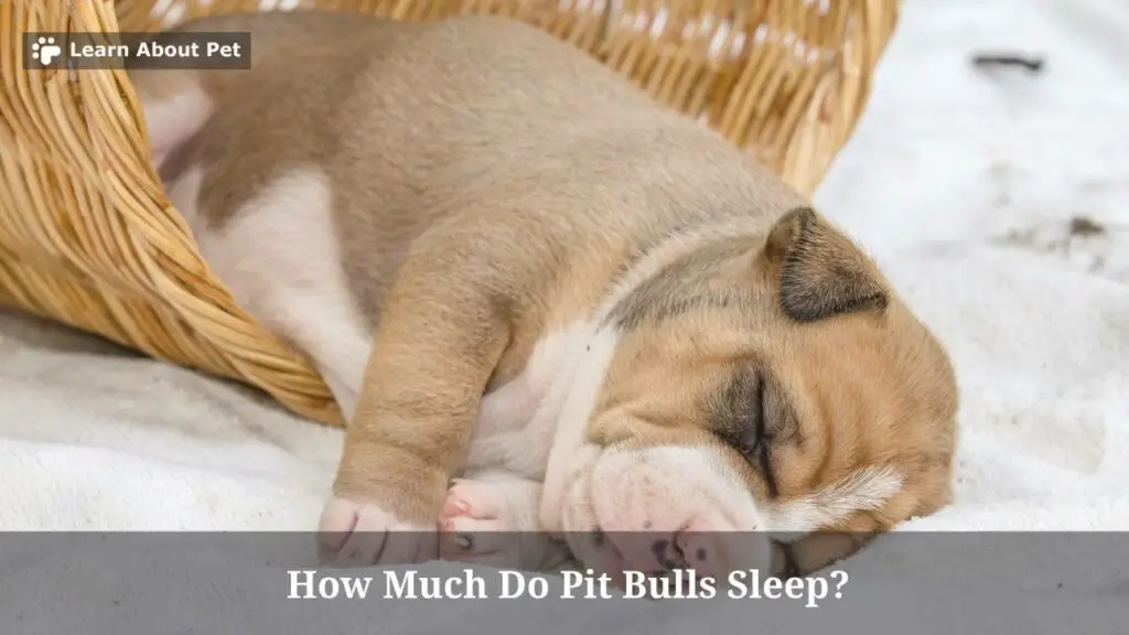 How much do pit bulls sleep