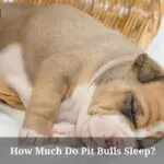 How Much Do Pit Bulls Sleep? (7 Interesting Facts)