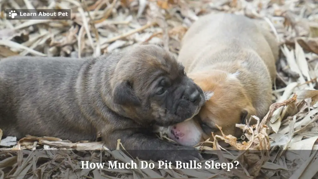 How much do pit bulls sleep