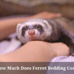 How Much Does Ferret Bedding Cost? (7 Clear Facts) How Much Does Ferret Bedding Cost