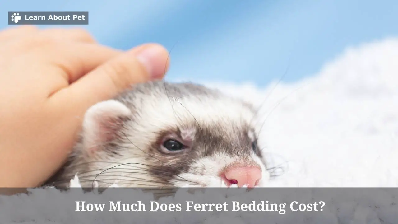 How Much Does Ferret Bedding Cost? (7 Clear Facts) - 2023