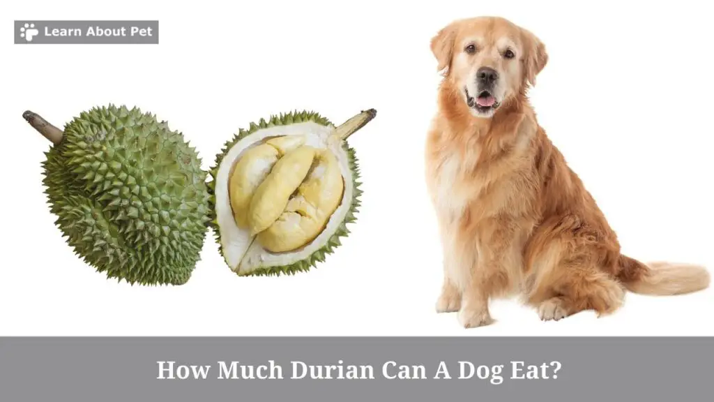 How much durian can a dog eat