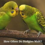 How Often Do Budgies Molt? (7 Clear Facts)