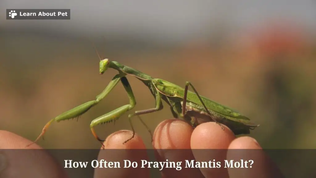 How often do praying mantis molt