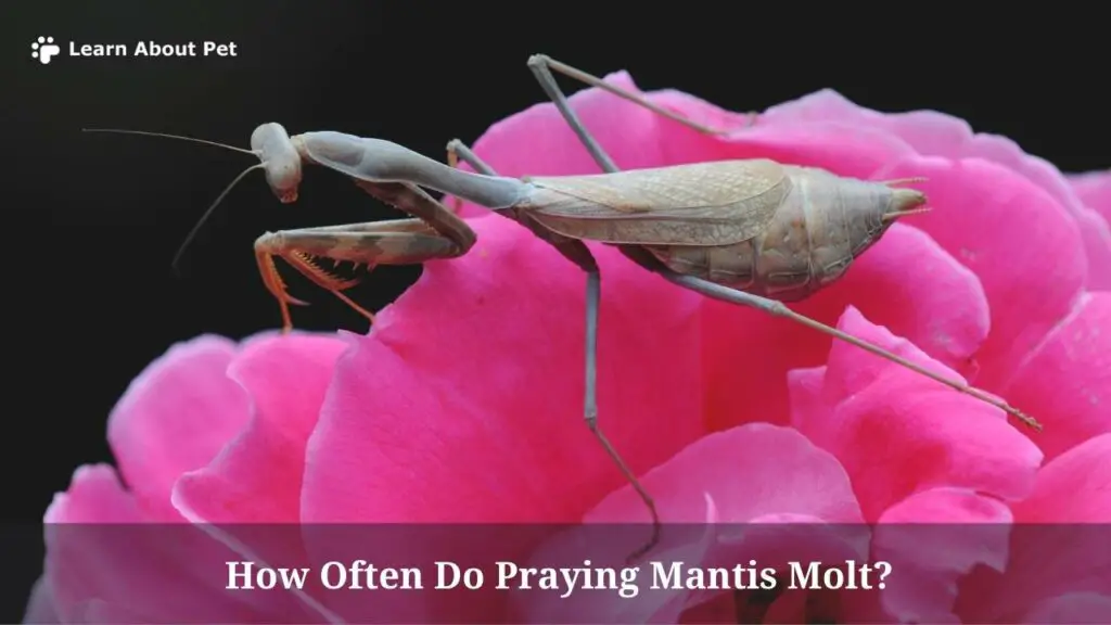 How often do praying mantis molt