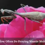 How Often Do Praying Mantis Molt? (7 Clear Facts)