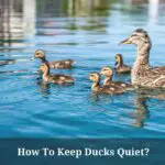 How To Keep Ducks Quiet? (7 Interesting Facts)