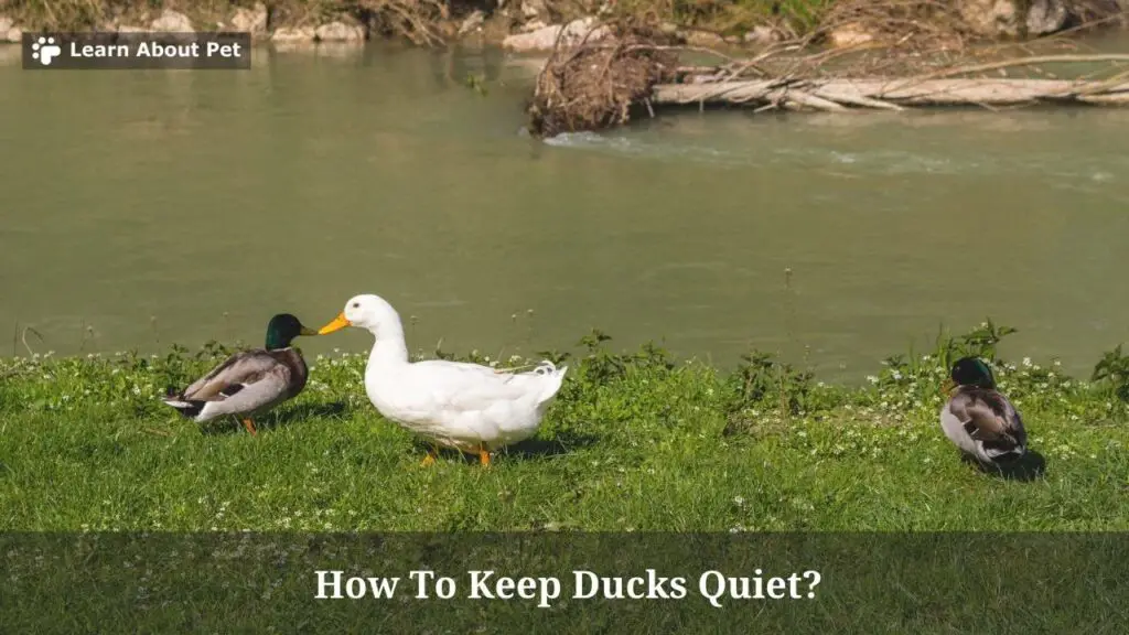 How to keep ducks quiet