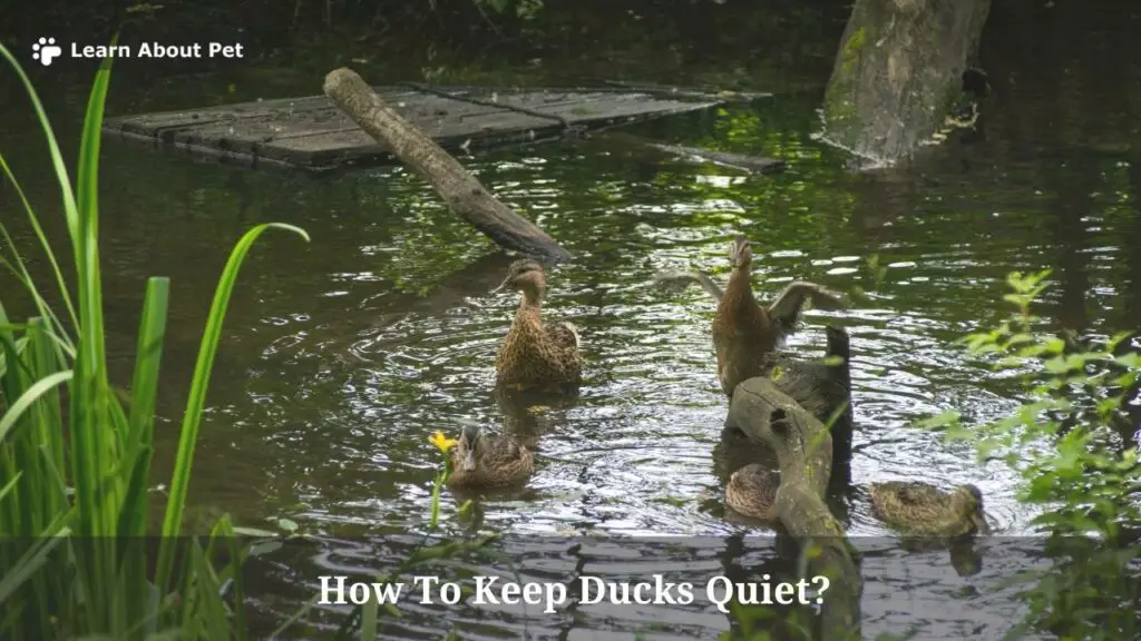 How to keep ducks quiet