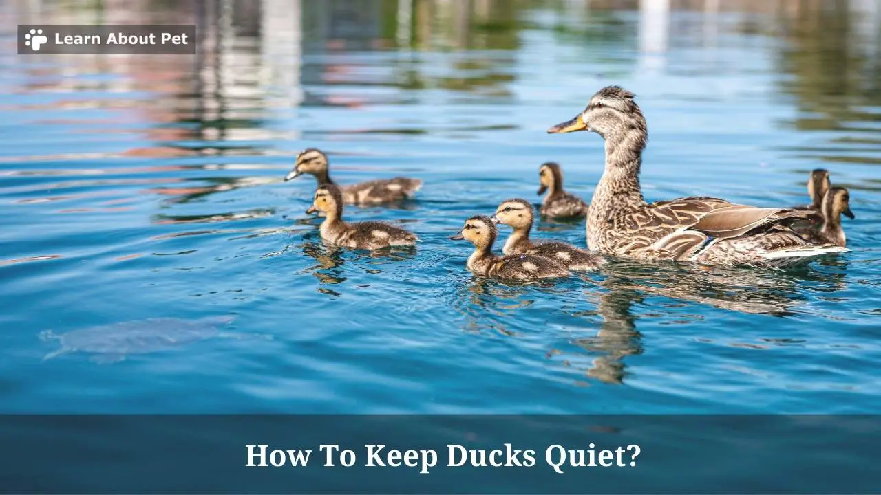 How To Keep Ducks Quiet? (7 Interesting Facts) 2022