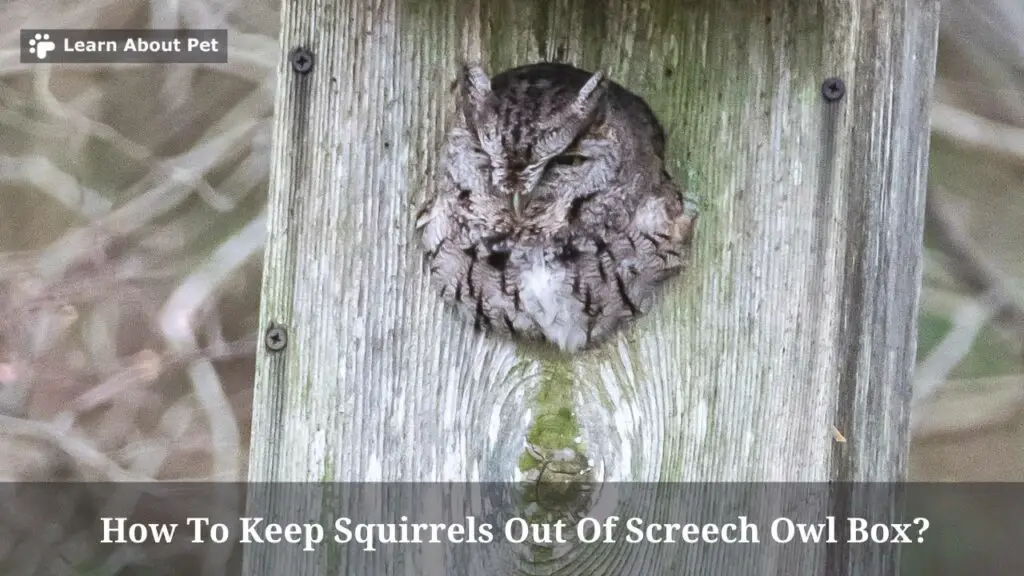 How To Keep Squirrels Out Of Screech Owl Box? 7 Clear Facts