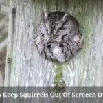 How To Keep Squirrels Out Of Screech Owl Box? 7 Clear Facts