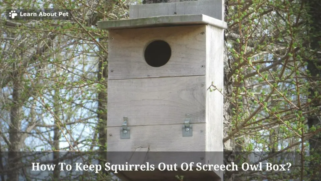 How To Keep Squirrels Out Of Screech Owl Box? 7 Clear Facts