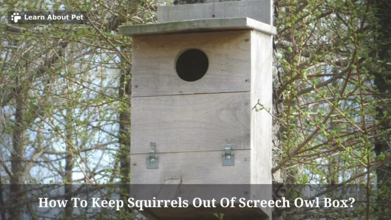 How To Keep Squirrels Out Of Screech Owl Box? 7 Clear Facts