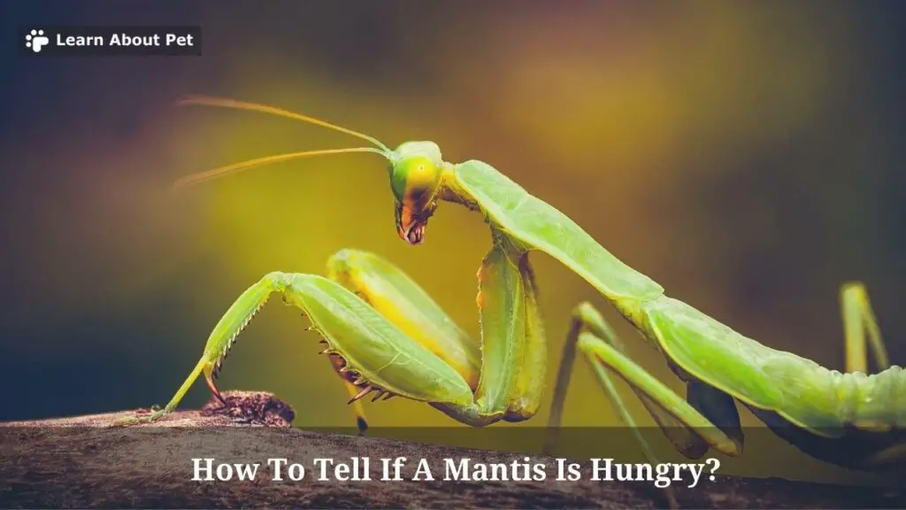 How To Tell If A Mantis Is Hungry? (7 Clear Facts) - 2024