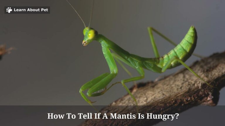 How To Tell If A Mantis Is Hungry? (7 Clear Facts) - 2024